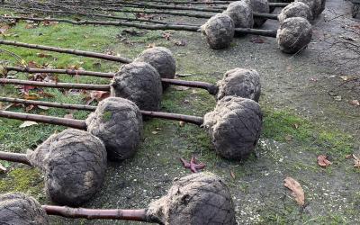 Kinderen planten nieuw bos aan